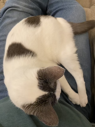 Photograph of a white cat with black splotches laying across a lap