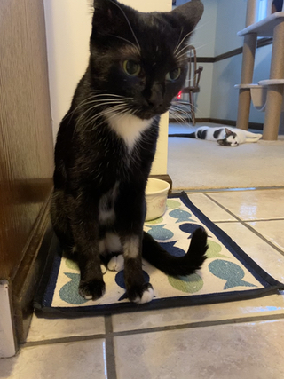 Photograph of a black cat with white streaks with her left front leg showing a shaved portion near her paw