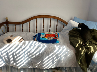 Photograph of a black and white cat sleeping in a curled-up ball on one side of a bed while a black cat looks lover from the other side of the bed.