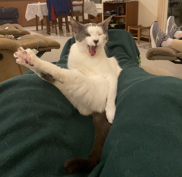 A white cat with black splotches stretches his back feet awkwardly and yawns while sitting on top of a green blanket on the photographer's lap.