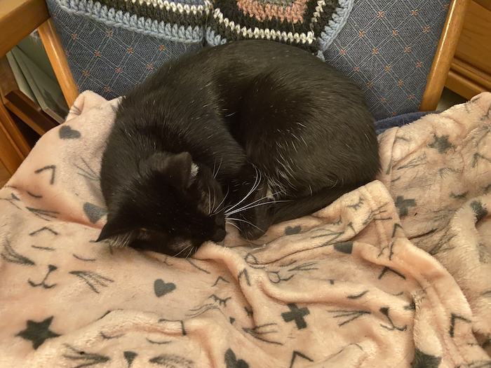 A black cat curled up sleeping on a jumbled pink blanket. The pink of the blanket shows a large amount of fur.