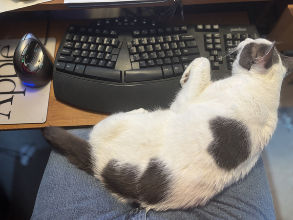 Cat with black spots lounging on a person's lap near a keyboard and mouse, creating a cozy workspace environment.