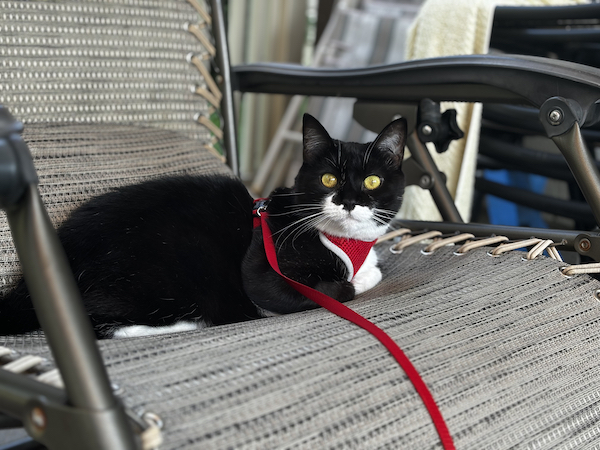 Tuxedo cat with white paws and chest lounging on a chair with a red harness and leash, exuding a relaxed and attentive demeanor.