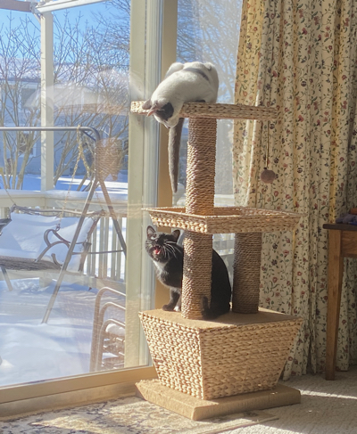 Two cats on a cat tree by a window; one above, white with black spots, and one below, black with a white chest. The one on the bottom is looking up with a 'hiss' in its mouth; the one on top looks down unconcerned.