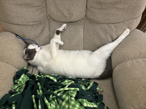 A white cat with black spots stretches across the back of a lounge chair seat.