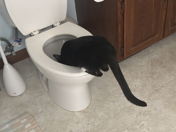 Black cat curiously leans into an open toilet bowl, with its head hidden and tail extended in a bathroom setting.