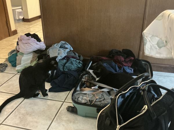 Tiled floor with clothes scattered around and an open suitcase. A black tuxedo cat is nestled among the clothes inside the luggage. Another black cat is nearby, observing.