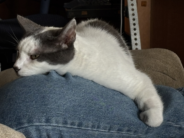 White and gray cat lounging on a person's lap, with its head resting on the denim-clad leg and paw draped comfortably over the side.