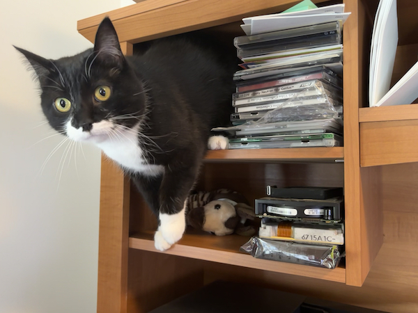 Black and white cat playfully perched in a wooden shelf cubby, surrounded by stacks of CDs and various clutter.