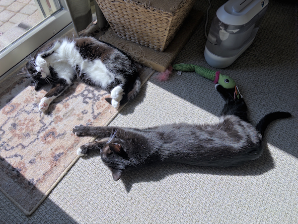 Two cats basking in a sunbeam on a carpeted floor. One black and white cat lies on its back, while the other stretches out comfortably. A woven basket and a cat toy are nearby, enhancing the cozy scene.