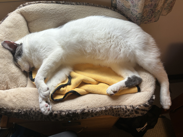 White and gray cat sprawled comfortably in a plush cat bed lined with a soft, yellow blanket. Sunlight streams through a nearby window, creating a warm, cozy scene.