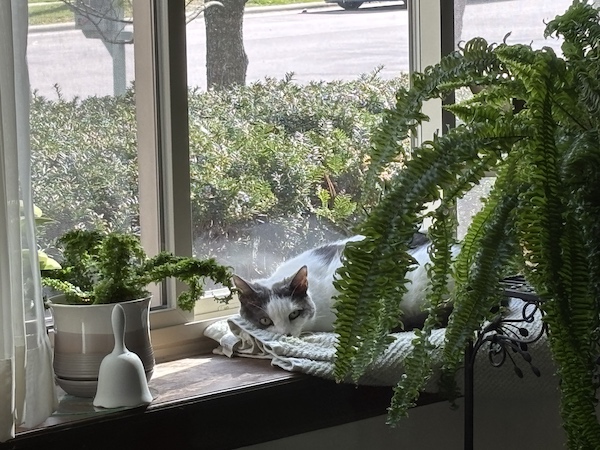 A black and white cat lounges on a soft blanket on a windowsill, surrounded by potted green plants. Behind the cat, a view of a street and trees can be seen. Sunlight filters through the window, creating a serene and cozy atmosphere. The cat is looking at the photographer, as if awaken from a nap.