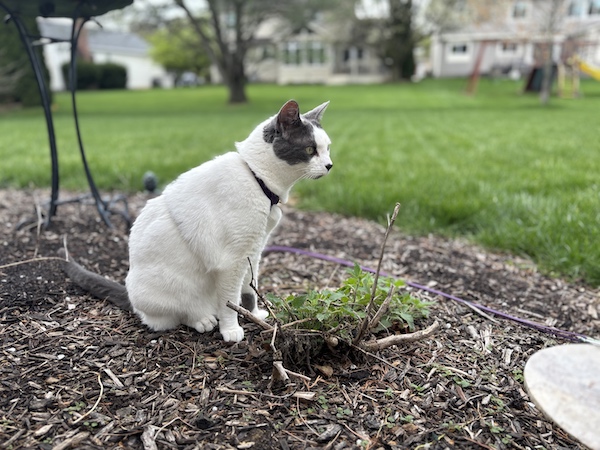 White and gray cat with purple collar sitting attentively in a mulched garden bed, surrounded by green lawn and suburban homes in the background. In front of the cat is the dead remnants of last year's catnip patch with new green sprouts shooting up.