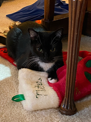 Photograph of a black cat with white streaks laying across a Christmas stocking with her name