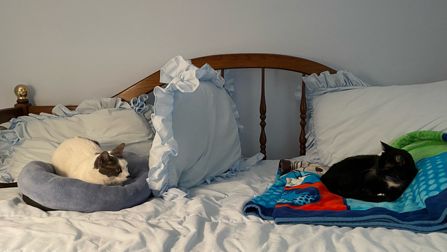 Photograph of two cats sitting on each end of a bed. Between the two cats is a square pillow standing upright. The white cat with black spots is in a cat bed with its head turned towards the black cat. The black cat is on a multicolored blanket with its head turned towards the white cat.  They eye each other with suspicion.