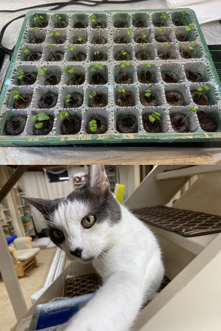 Two photographs in one image. The top picture is of seedlings that have just sprouted in a growing tray under a bright light. In the bottom image, a white cat with a dark fur outline around his face is on an open staircase eye level and is reaching out and reaching out a paw.