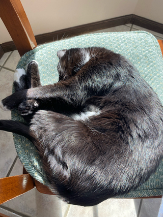 Photograph of a black cat curled into a ball sleeping on a chair in the sun.