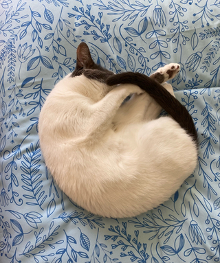Photograph of a black and white cat curled into a ball sleeping on a bed comforter.