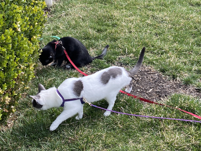 Photograph of a black cat and a white and grey cat on the lawn with harnesses on.