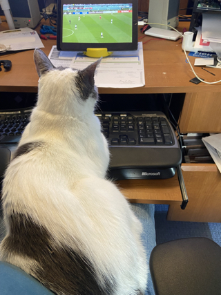 Photograph of a white and grey cat sitting on the photographer's lap. On the desk in front of the cat is an iPad that is propped up and showing a World Cup soccer match.