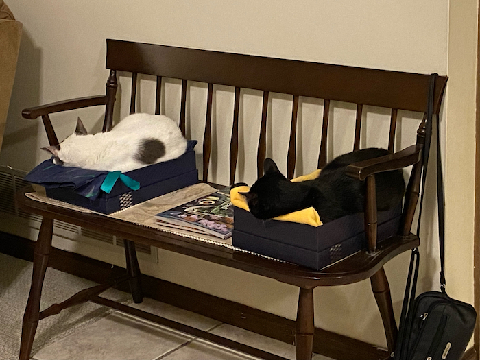 Photograph of two cats on a bench against a cream-colored wall. On the bench seat are two blue boxes, and in each box is a sleeping cat.