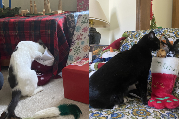 Two photographs side-by-side. In the left photograph, a white cat with black splotches has his nose buried in a Christmas stocking that is propped up against a low table with a green and red checked tablecloth. In the right photograph, a black cat is sniffing the cat toys coming out of a stocking that is propped up on the back of a stuffed chair.