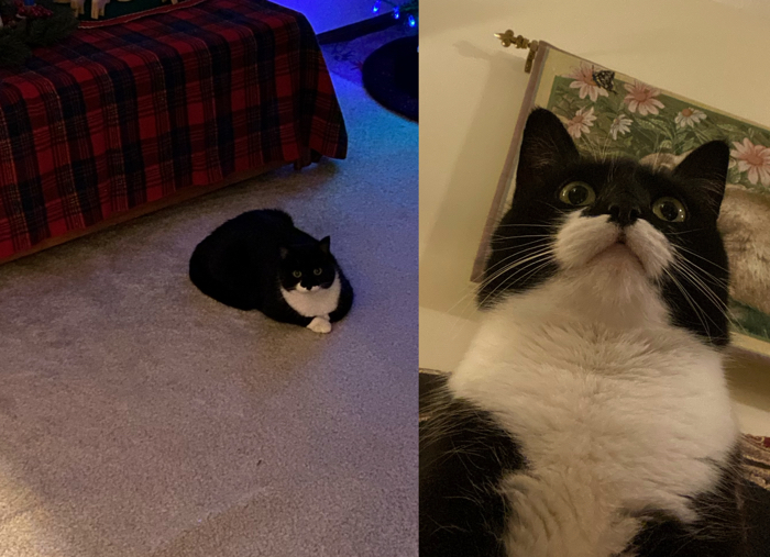 Two photographs of a mostly black cat with a white bib. In the left photograph, a the cat is lounging comfortably on the floor. In the right photograph, the photograph is taken looking up at the face of the cat.
