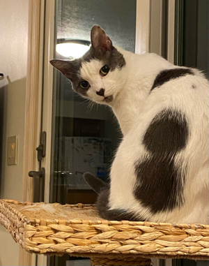 Photograph of a white cat with black splotches sitting on a wicker cat tree in front of a sliding door. The cat's body is facing a way but it has its head twisted back towards the camera.