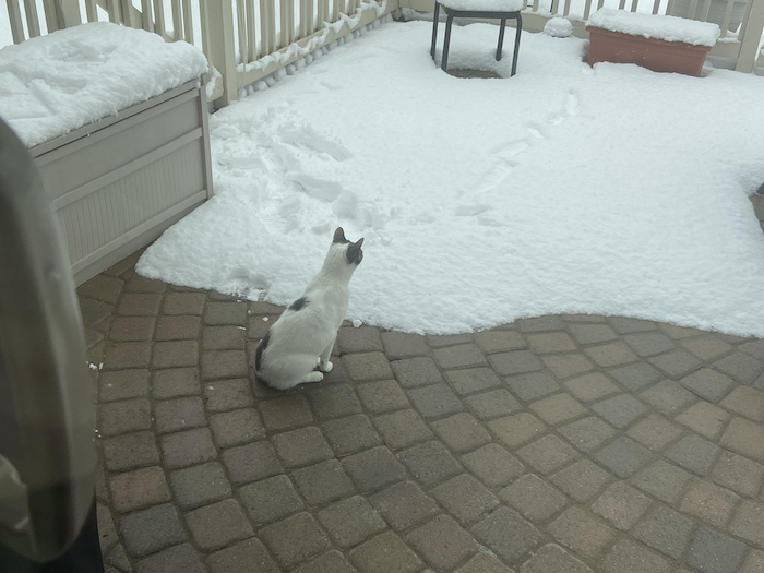 Photograph of a white cat with black splotches sitting up tall on a paver patio. The ground in front of the cat is covered with snow.