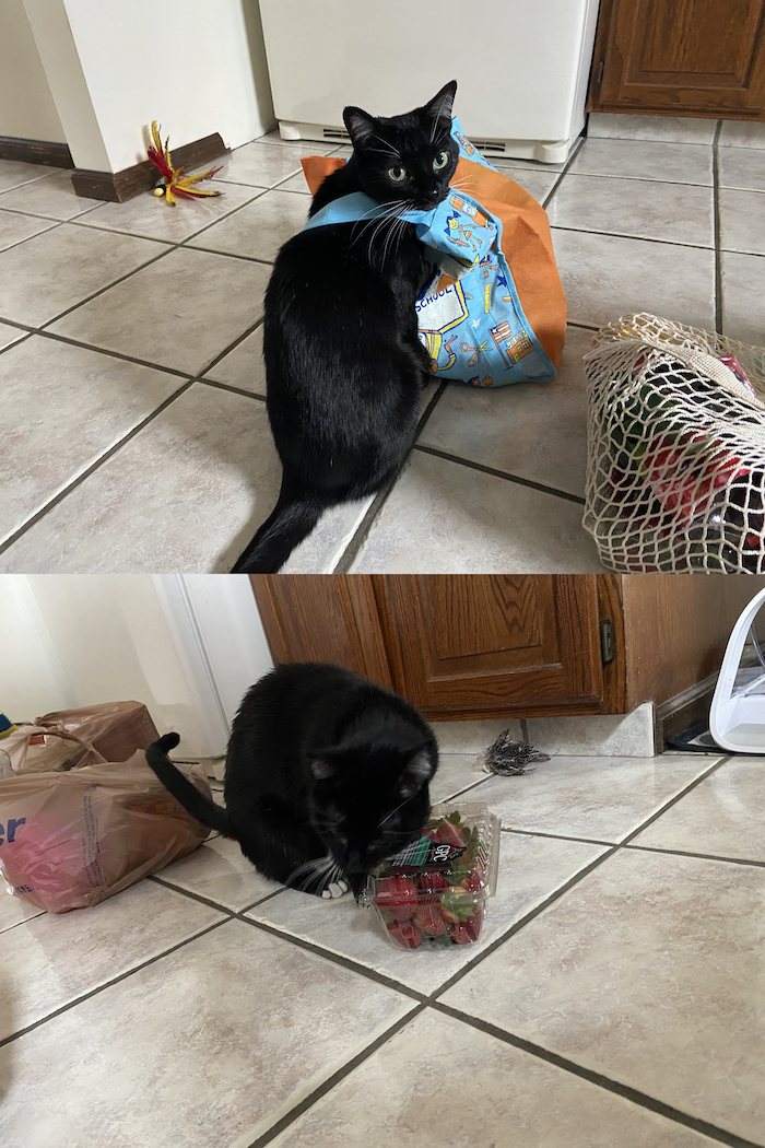 Two pictures of a black cat with a white bib. In the top picture, the cat has her head through the handles of a canvas bag full of groceries. In the bottom picture, she is rubbing her face against the edges of a plastic container of strawberries.